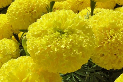 KANAYA Marigold Flower Seed(20 per packet)