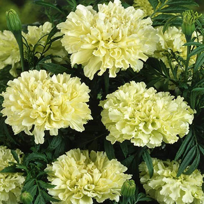 KANAYA African Marigold Flower Mix GMO Free Seed(20 per packet)