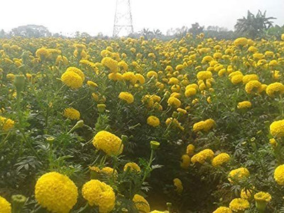 KANAYA Marigold African F2 Dwarf Flower Seed(10 per packet)
