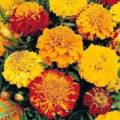 KANAYA African Marigold/ Gainda Flower Seed(10 per packet)