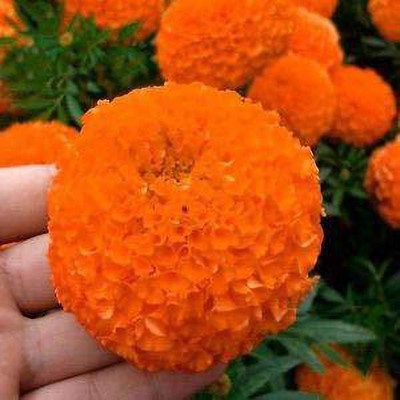 KANAYA Marigold French Flower Seed(20 per packet)