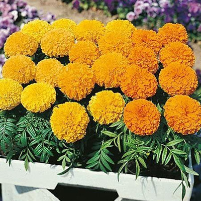 Aywal Marigold Dwarf French - Durango RED Seed(380 per packet)