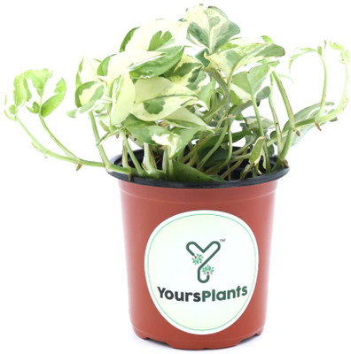 YoursPlants Money Plant(Hybrid, Pack of 1)