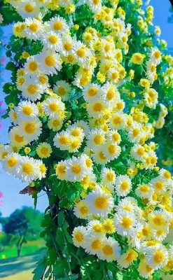 JDM Store Chrysanthemum Seed(50 per packet)