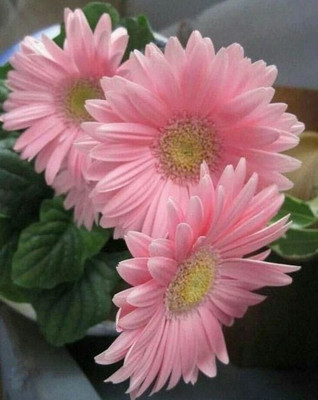 JDM Store Barberton daisy Seed(60 per packet)