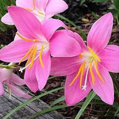 bloomaura Zephyranthes Seed(10 per packet)