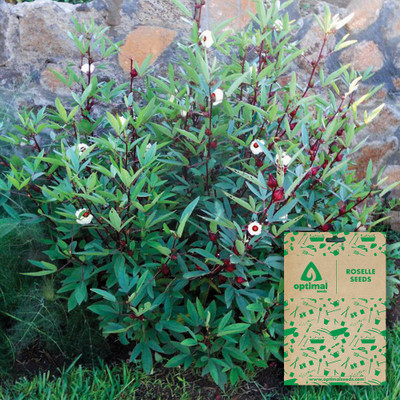 Optimal Seeds Roselle Seed(20 per packet)