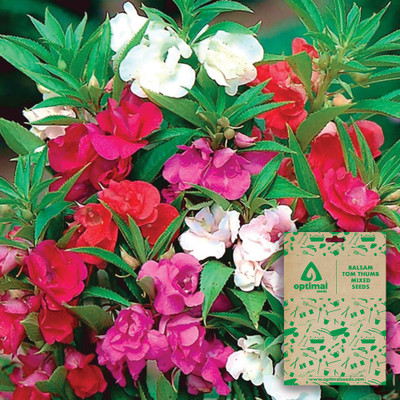 Optimal Seeds Balsam Tom Thumb Mixed Seed(20 per packet)