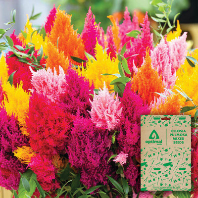 Optimal Seeds Celosia Pulmosa Mixed Seed(100 per packet)