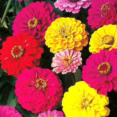 CYBEXIS PAU-79 - Rare Zinnia Dahlia Flowered GMO-Free - (30 Seeds) Seed(30 per packet)