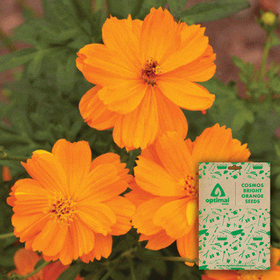 Optimal Seeds Cosmos Bright Orange Seed(100 per packet)