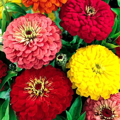 Aywal Zinnia Mix Flower Special Blooming & Good Fragrance For Home Garden Seed(80 per packet)
