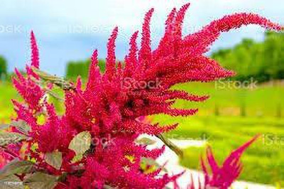 KANAYA Amaranthus Mixed Color Flower Seeds For All Season Seed(8 per packet)