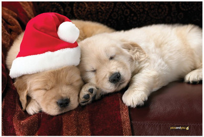 

Pics And You Pics And You Christmas Themed 109 Laptop Skin Vinyl Laptop Decal 15.6