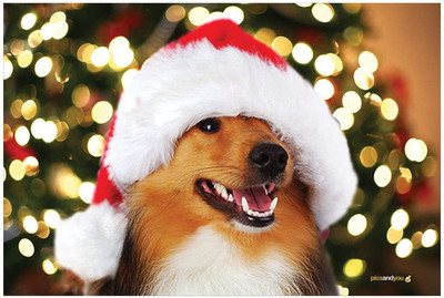 

Pics And You Pics And You Christmas Themed 251 Laptop Skin Vinyl Laptop Decal 15.6