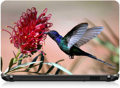 

Box 18 Humming Bird1447 Vinyl Laptop Decal 15.6