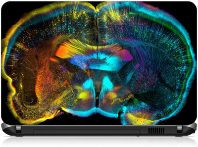 

Box 18 Brain Abstract1572 Vinyl Laptop Decal 15.6