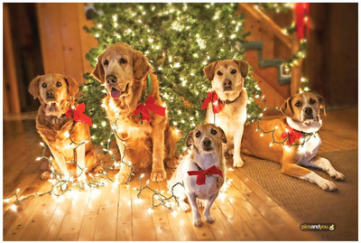 

Pics And You Pics And You Christmas Themed 243 Laptop Skin Vinyl Laptop Decal 15.6