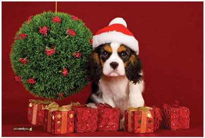 

Pics And You Pics And You Christmas Themed 226 Laptop Skin Vinyl Laptop Decal 15.6
