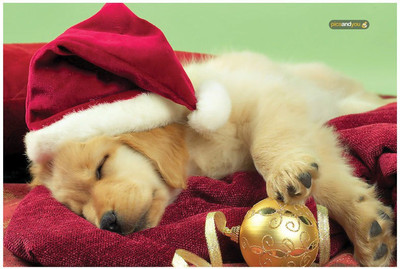 

Pics And You Pics And You Christmas Themed 89 Laptop Skin Vinyl Laptop Decal 15.6