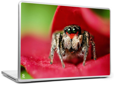 

Print Shapes Spider on leaf Vinyl Laptop Decal 15.6