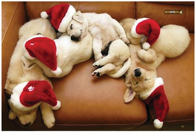 

Pics And You Pics And You Christmas Themed 262 Laptop Skin Vinyl Laptop Decal 15.6