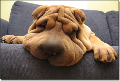 Artifa Cute Dog Sleeping Vinyl Laptop Decal 15.6