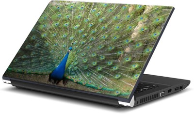 

ShopMantra Peacock with Feathers Open Vinyl Laptop Decal 15.6