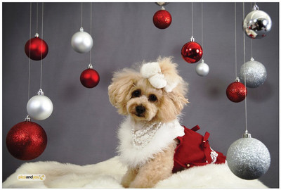 

Pics And You Pics And You Christmas Themed 219 Laptop Skin Vinyl Laptop Decal 15.6