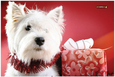 

Pics And You Pics And You Christmas Themed 253 Laptop Skin Vinyl Laptop Decal 15.6