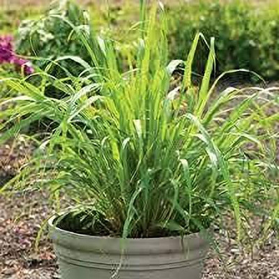 Aywal Lemon Grass/Lemongrass Seed(30 per packet)