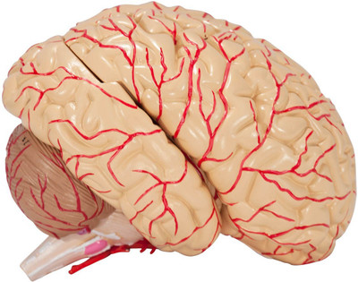 

Gauba Traders brain eduction toy(Multicolor)