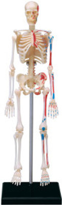 

4D Master Human Skeleton Model(Multicolor)