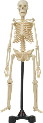 

Hamleys Bones Skeleton Model Kit(Multicolor)