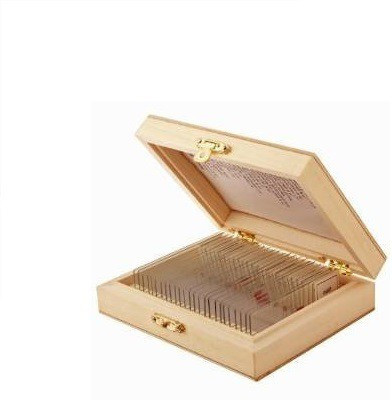 

E.S.A.W Set Of 50 Slides(Multicolor)