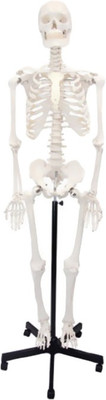 

NSAW Human Skeleton Articulated Fiber Model Without Stand -(White)