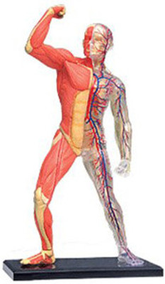 

4D Master Human Muscle & Skeleton Model(Multicolor)