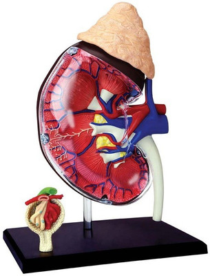 

Tedco 4D Human Anatomy Kidney Model by Tedco Toys(Multicolor)