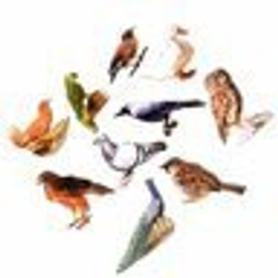 

Aimedu Toy JUMBO CUTOUT BIRDS(Multicolor)