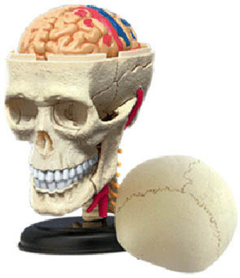 4D Master Human Cranial Nerve Skull Model(Multicolor)