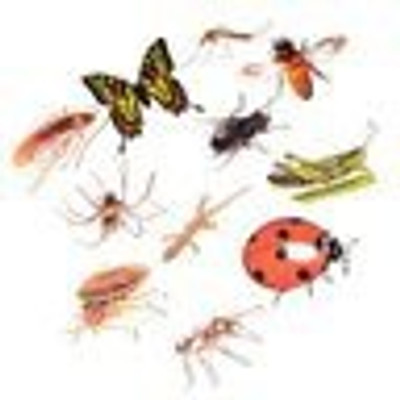 

Aimedu Toy JUMBO CUTOUT INSECT(Multicolor)