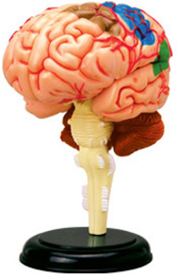 4D Master Human Brain Anatomy Model(Multicolor)