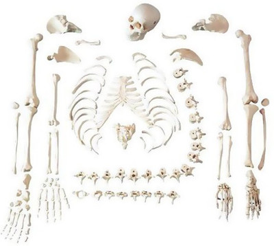 

NSAW Human Skelton Disarticulated Fiber Model(White)