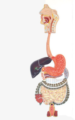 

NSAW Fiber Human Digestive System(Multicolor)