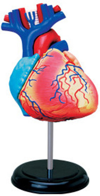 

4D Master Human Heart Anatomy Model(Multicolor)