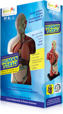

iKen Joy Human Torso