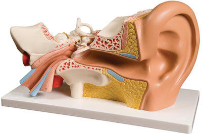 

Gauba Traders 3D ear Scientific Educational Model(Multicolor)