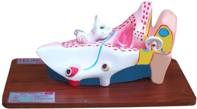 NSAW Fiber Human Ear(Multicolor)