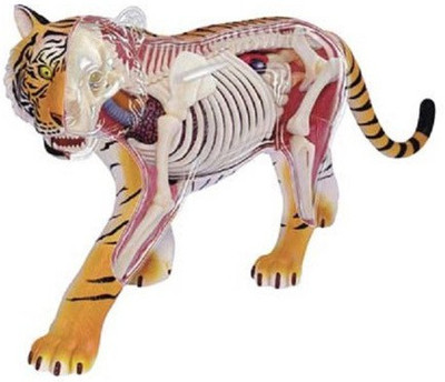 

4D Master 4D Vision Animal Anatomy Model - Tiger(Multicolor)