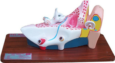 

Jainco HUMAN EAR, ENLARGED, 2 PARTS(Multicolor)